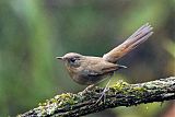 White-bellied Redstartborder=